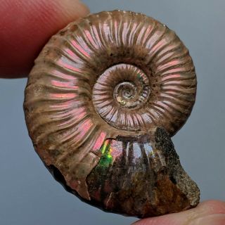 3,  2 Cm (1,  2 In) Ammonite Acanthoplites Cretaceous Russia Ammonit Fossil Ammonit