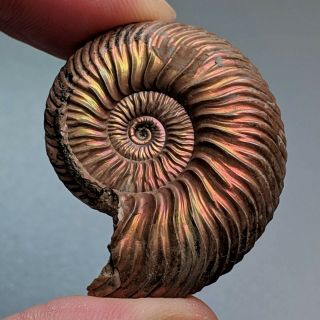 3,  7 Cm (1,  4 In) Ammonite Shell Quenstedtoceras Jurassic Pyrite Russia Fossil