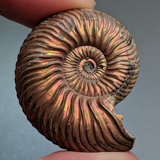 3,  7 cm (1,  4 in) Ammonite shell Quenstedtoceras jurassic pyrite Russia fossil 2