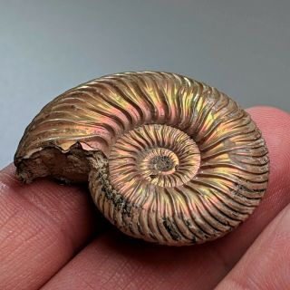 3,  7 cm (1,  4 in) Ammonite shell Quenstedtoceras jurassic pyrite Russia fossil 3