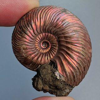 4 Cm (1,  5 In) Ammonite Shell Quenstedtoceras Jurassic Pyrite Russia Fossil