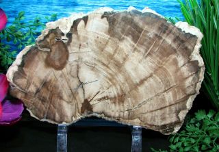 Large Petrified Wood Complete Round Slab W/bark Wolf - Grey W/quartz Ribbons 9 "
