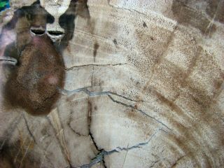 LARGE Petrified Wood COMPLETE ROUND Slab w/Bark WOLF - GREY w/QUARTZ RIBBONS 9 