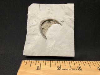 Trilobite - Ventral Waldron Shale Glyptambon Cephalon - Fossils Crinoid