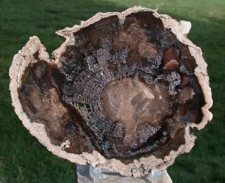 Sis: Stunning 6 ",  Fossil Black Ash Petrified Wood Round,  Mcdermitt - Or