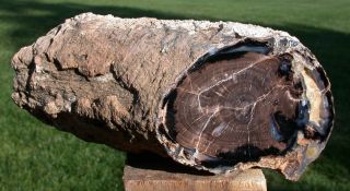 Sis: 3.  2 Lb.  Blue Forest Petrified Wood Log - Great Display Piece
