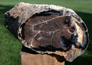 SiS: 3.  2 lb.  Blue Forest Petrified Wood Log - GREAT DISPLAY PIECE 2
