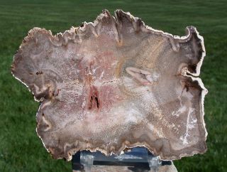 Sis: Double Broken Hearted Tropical Burmese Petrified Wood Round From Myanmar