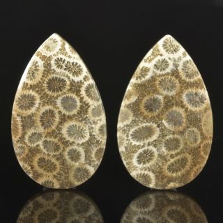 Natural Agatized Fossil Coral Cabochon Pair For Earrings Indonesia 8.  44 G