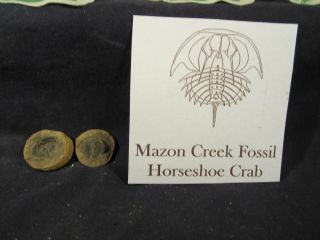 Mazon Creek Fossil Horseshoe Crab Awesome Pit 11 Complete.