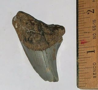 Rare Parotodus Benedeni 2 Inch Tooth Megalodon Era South Carolina