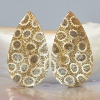 Natural Agatized Fossil Coral Cabochon Pair For Earrings Indonesia 8.  26 G