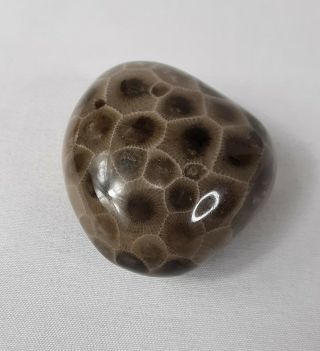 Ancient Michigan Eclipse Petoskey Stone Hexagonaria Polished Holding Pocket Rock 2