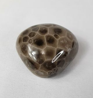 Ancient Michigan Eclipse Petoskey Stone Hexagonaria Polished Holding Pocket Rock 3