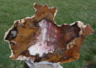 Sis: Lovely 8 " Hubbard Basin Petrified Wood Polished Slab - Insanely Colorful