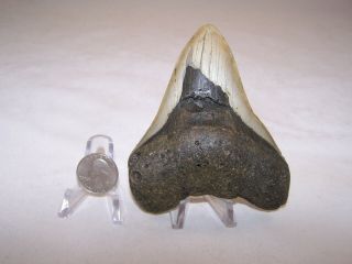 4.  44 Inch / 7.  5 Oz / Megalodon Fossil Shark Tooth Teeth / No Restoration / A43
