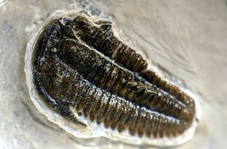 Spiny Bolaspidella Drumensis Trilobite Fossil,  Cambrian Utah,  Wheeler Shale
