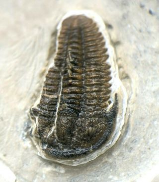 Spiny Bolaspidella drumensis trilobite fossil,  Cambrian Utah,  Wheeler Shale 2