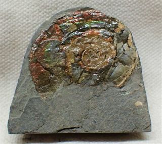 Subtly Iridescent Psiloceras Ammonite Fossil Somerset Uk Jurassic Crystals Rocks