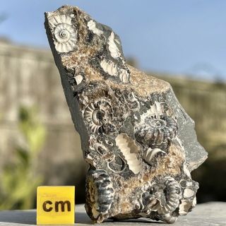 Ammonite Fossil [promicroceras Marstonense] (uk Jurassic) Fse097 ✔100