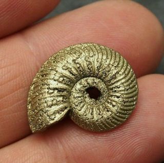 23mm Quenstedtoceras Pyrite Ammonite Fossils Callovian Fossilien Russia Pendant