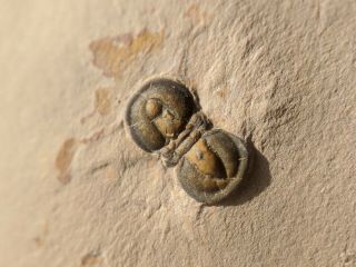Colorful Itagnosus/peronospis Agnostid Trilobite Fossil,  Cambrian Utah,