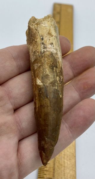 Spinosaurus 3 1/2” Tooth Dinosaur Fossil Before T Rex Cretaceous S201
