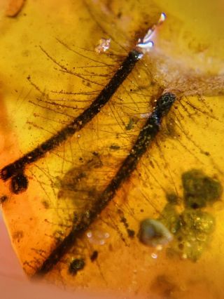 Unknown Hairy Items Burmite Myanmar Burmese Amber Insect Fossil Dinosaur Age