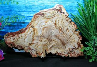 Petrified Wood Complete Round Slab W/bark Triangular Echoing Red - Brown Rings
