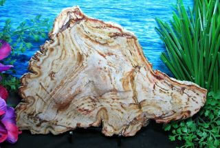 Petrified Wood COMPLETE ROUND Slab w/Bark TRIANGULAR ECHOING RED - BROWN RINGS 2
