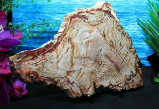 Petrified Wood COMPLETE ROUND Slab w/Bark TRIANGULAR ECHOING RED - BROWN RINGS 3