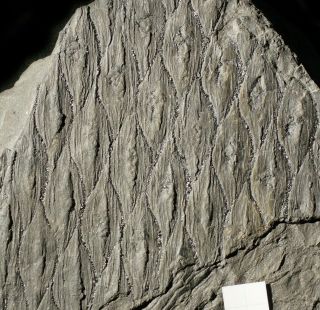 Pre Dinosaur Fossil Plant Aspidaria Lepidodendron Lycopod Inner Bark