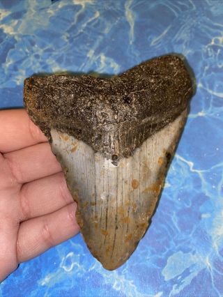 Megalodon Shark Tooth 4.  41” Huge Teeth Big Fossil Meg Scuba Diver Direct 2387