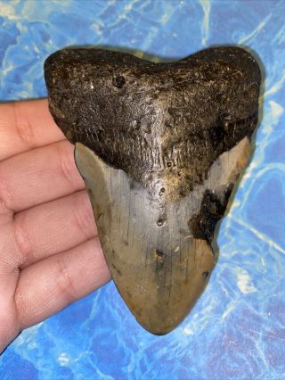 Megalodon Shark Tooth 4.  01” Huge Teeth Big Fossil Meg Scuba Diver Direct 2383