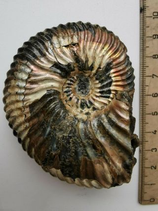 Fossil Ammonite Deshayesites From Russia