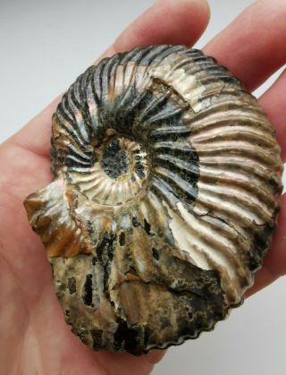 Fossil ammonite Deshayesites from Russia 2
