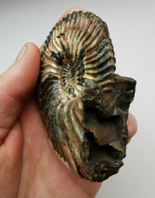 Fossil ammonite Deshayesites from Russia 3