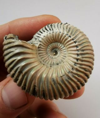 Fossil Jurassic Ammonite Eboraciceras From Russia