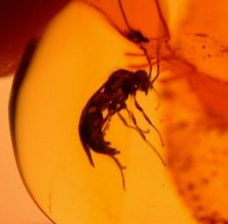 Ponerine Winged Male Ant,  2 Flies In Authentic Dominican Amber Fossil Gemstone