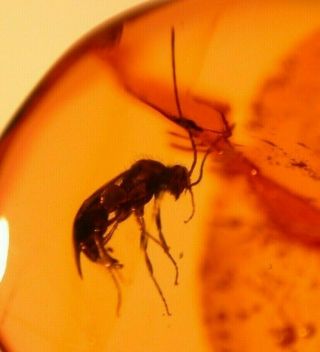 Ponerine Winged Male Ant,  2 Flies in Authentic Dominican Amber Fossil Gemstone 2