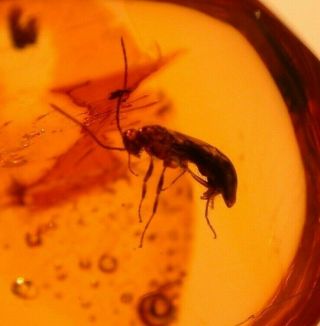Ponerine Winged Male Ant,  2 Flies in Authentic Dominican Amber Fossil Gemstone 3