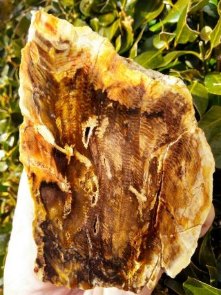 Big Face Cut Herringbone Petrified Wood Agate Owyhee Oregon Tight Grain 3lbs