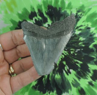 Megalodon Sharks Tooth 3 1/8 " Inch No Restorations Fossil Sharks Teeth Tooth