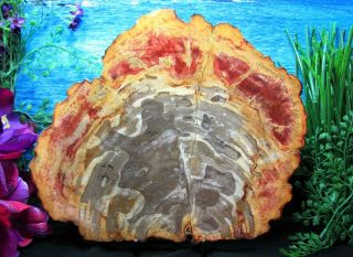 Large Petrified Wood Complete Round Slab W/bark Cranberry Copper Wolf - Grey 10 ",