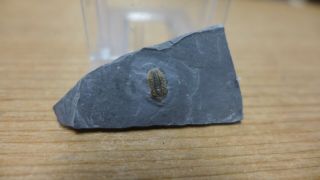 Geological Enterprises Middle Cambrian Trilobite,  Jenkinsonia Varga Utah