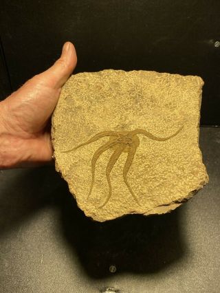 Exceptional Brittlestar Fossil Ophiopetra Sp Starfish Fossil Ordivician