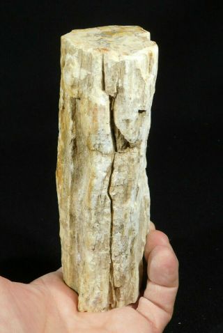 Perfect Bark A Long Polished Petrified Wood Limb Fossil From Madagascar 618gr