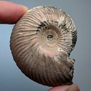 5,  7 Cm (2,  2 In) Ammonite Shell Quenstedtoceras Jurassic Pyrite Russia Fossil