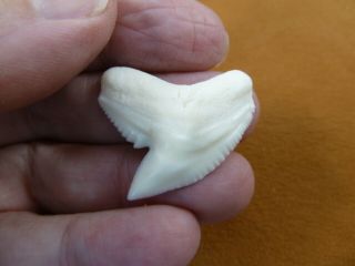 (s5 - 157) 1 - 5/16 " White Tiger Shark Tooth To Be Wired As A Pendant Teeth Jewelry