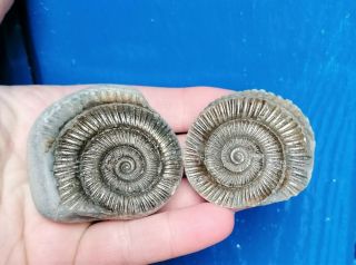 Quality Dactylioceras Ammonite,  Fossil Nodule,  Positive Negative,  Jurassic Age